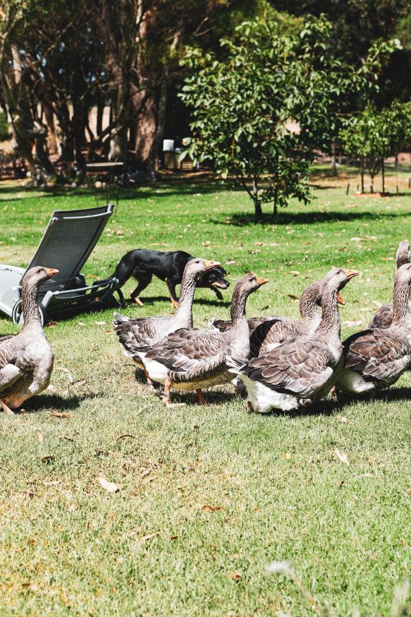 Olivi Bed & Breakfast Yanakie Dış mekan fotoğraf